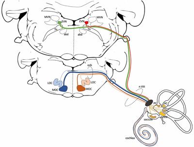The Long and Winding Road—Vestibular Efferent Anatomy in Mice